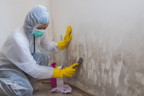 Best Commercial Mold Inspection  in USA